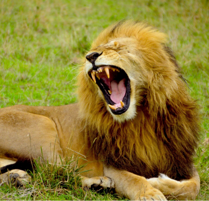 lion lying down and roaring
