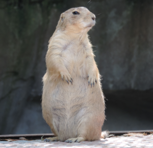 groundhog standing up