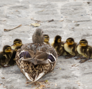 mother duck with ducklings in a row