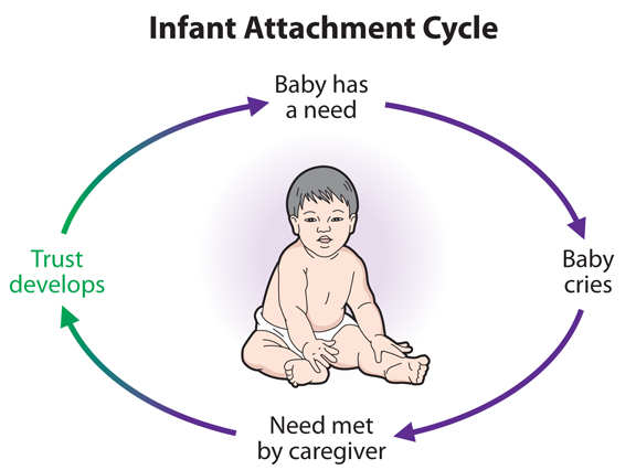 Infant Attachment Cycle